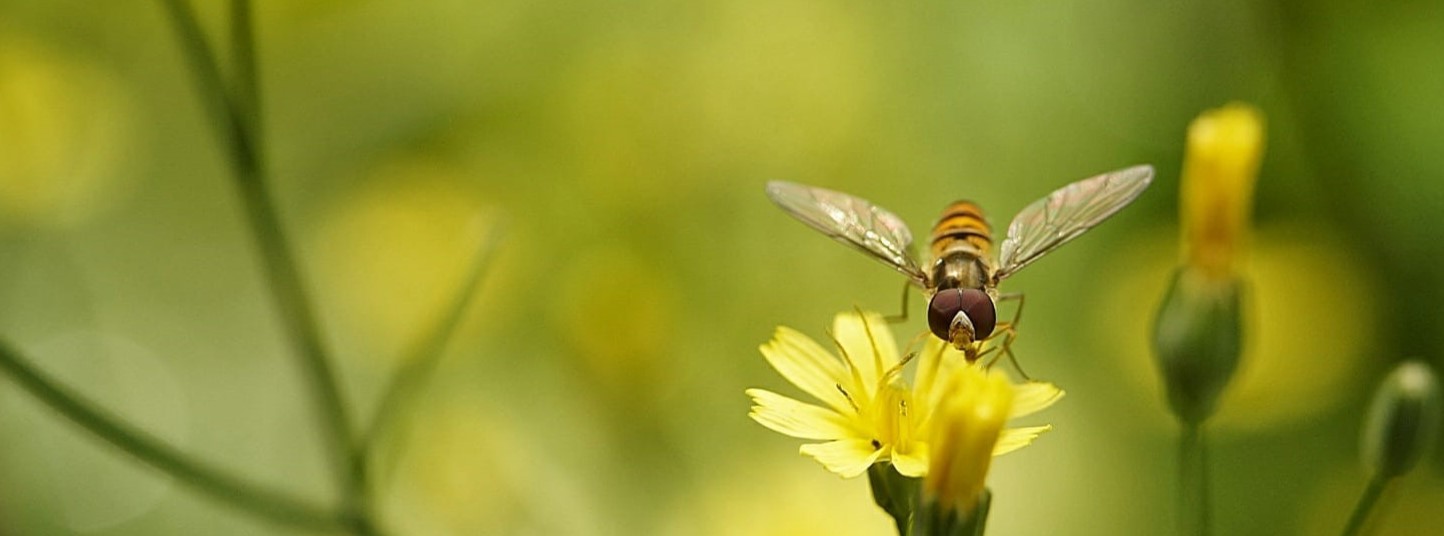 Marmalade hoverfly Insect Week